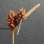  Bertrand BUI - Carex viridula Michx. [1803]