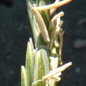 Elytrigia juncea (L.) Nevski (Chiendent à feuilles de jonc)