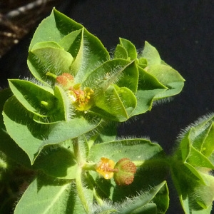 Photographie n°35910 du taxon Euphorbia hirsuta L. [1759]