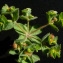  Bertrand BUI - Euphorbia hirsuta L. [1759]