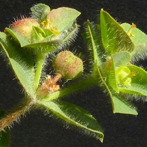 Photographie n°35913 du taxon Euphorbia hirsuta L. [1759]