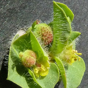 Photographie n°35914 du taxon Euphorbia hirsuta L. [1759]
