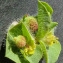  Bertrand BUI - Euphorbia hirsuta L. [1759]