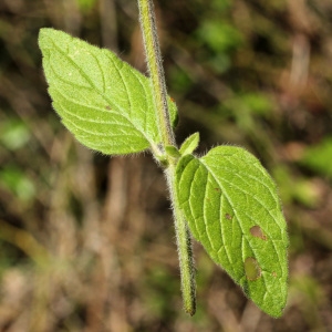 Photographie n°35937 du taxon Clinopodium vulgare L.