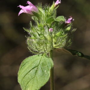 Photographie n°35939 du taxon Clinopodium vulgare L.