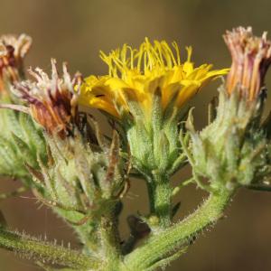 Photographie n°35944 du taxon Picris hieracioides L. [1753]