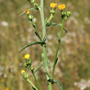 Photographie n°35950 du taxon Picris hieracioides L. [1753]