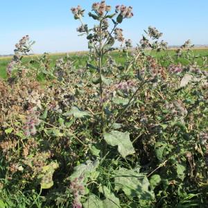 Photographie n°35960 du taxon Arctium tomentosum Mill. [1768]