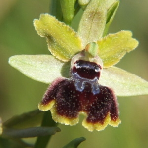 Photographie n°35961 du taxon Ophrys passionis Sennen [1926]