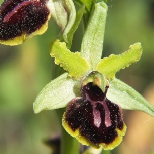 Photographie n°35962 du taxon Ophrys passionis Sennen [1926]