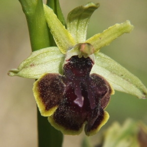 Photographie n°35963 du taxon Ophrys passionis Sennen [1926]