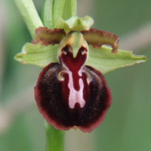 Photographie n°35967 du taxon Ophrys passionis Sennen [1926]