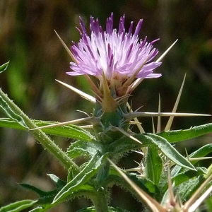 Photographie n°35968 du taxon Centaurea calcitrapa L. [1753]