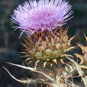 Photographie n°35969 du taxon Cynara cardunculus L. [1753]