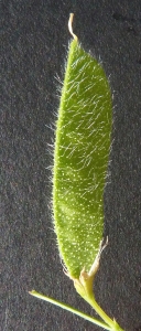 Bertrand BUI, le 20 juin 2011 (Marignane (La Palun))