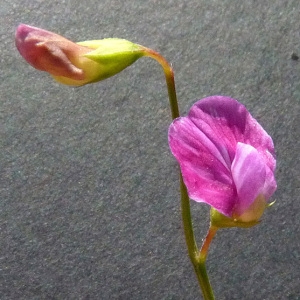 Photographie n°35973 du taxon Lathyrus hirsutus L. [1753]