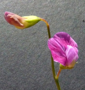 Bertrand BUI, le 20 juin 2011 (Marignane (La Palun))
