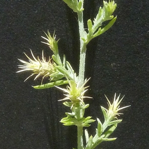 Photographie n°35979 du taxon Centaurea diffusa Lam. [1785]