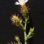  Bertrand BUI - Centaurea diffusa Lam. [1785]