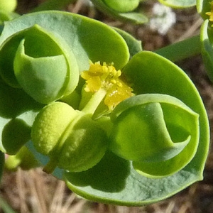 Photographie n°35981 du taxon Euphorbia paralias L. [1753]