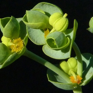 Photographie n°35982 du taxon Euphorbia paralias L. [1753]