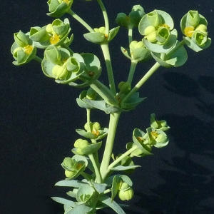 Photographie n°35983 du taxon Euphorbia paralias L. [1753]