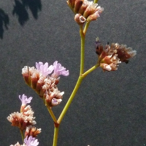 Photographie n°35990 du taxon Limonium girardianum (Guss.) Fourr. [1869]