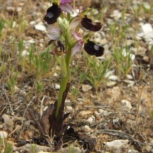 Photographie n°35995 du taxon Ophrys bertolonii subsp. bertolonii