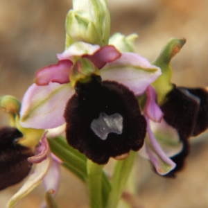 Photographie n°35996 du taxon Ophrys bertolonii subsp. bertolonii
