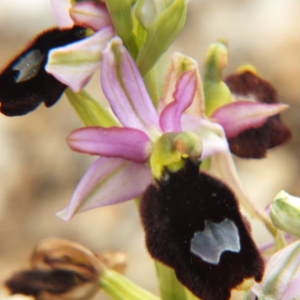 Photographie n°35997 du taxon Ophrys bertolonii subsp. bertolonii