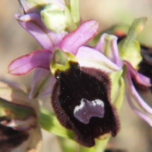 Photographie n°35998 du taxon Ophrys bertolonii subsp. bertolonii
