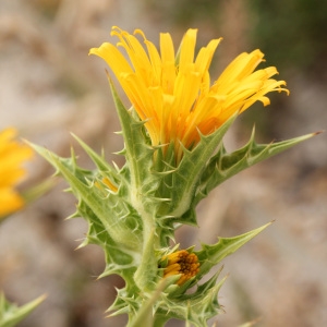 Photographie n°36004 du taxon Scolymus hispanicus L. [1753]