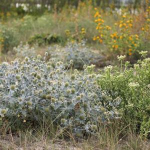 Photographie n°36009 du taxon Eryngium maritimum L. [1753]