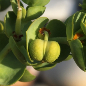 Photographie n°36016 du taxon Euphorbia paralias L. [1753]