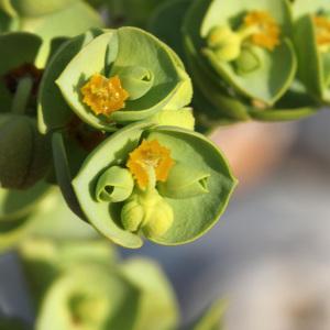 Photographie n°36017 du taxon Euphorbia paralias L. [1753]