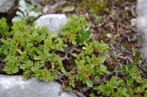 Jean-Luc Gorremans, le 26 juillet 2010 (Pralognan-la-Vanoise)