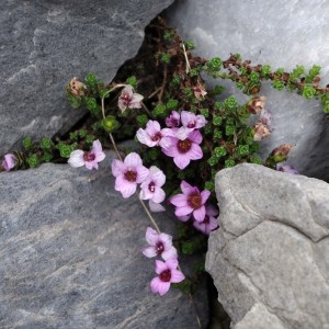 Photographie n°36033 du taxon Saxifraga oppositifolia L. [1753]