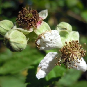 Rubus nemorosus Hayne & Willd.