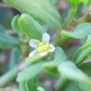 Polygonum aviculare L. subsp. aviculare (Renouée des oiseaux)