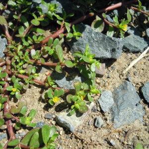 Photographie n°36067 du taxon Portulaca oleracea L. [1753]