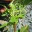  David Mercier - Amaranthus hybridus subsp. bouchonii (Thell.) O.Bolòs & Vigo [1974]