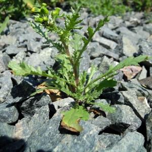 Senecio vulgaris proles motelayi Rouy (Séneçon commun)