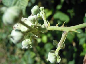 David Mercier, le  1 juillet 2011 (Roussay (la Clopinière))
