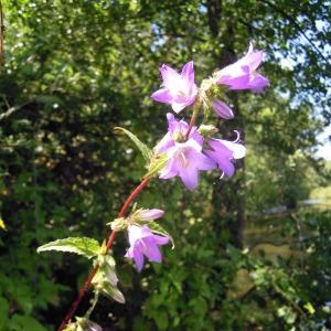 Photographie n°36093 du taxon Campanula trachelium subsp. trachelium