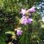  David Mercier - Campanula trachelium subsp. trachelium