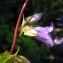  David Mercier - Campanula trachelium subsp. trachelium