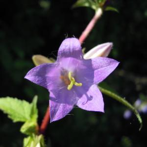 Campanula trachelium L. subsp. trachelium (Campanule à feuilles d'ortie)