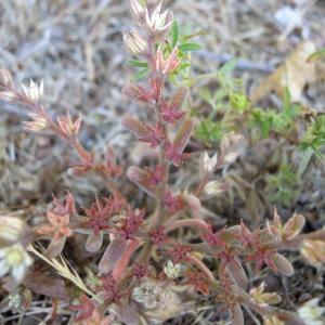 Photographie n°36107 du taxon Sedum rubens subsp. rubens