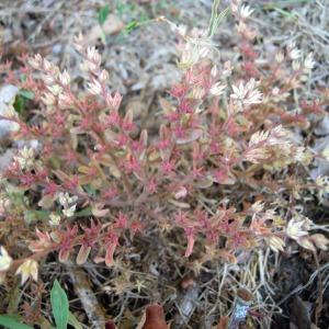 Photographie n°36108 du taxon Sedum rubens subsp. rubens