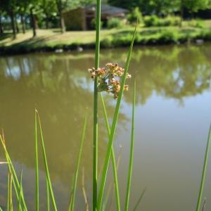  - Juncus effusus var. effusus